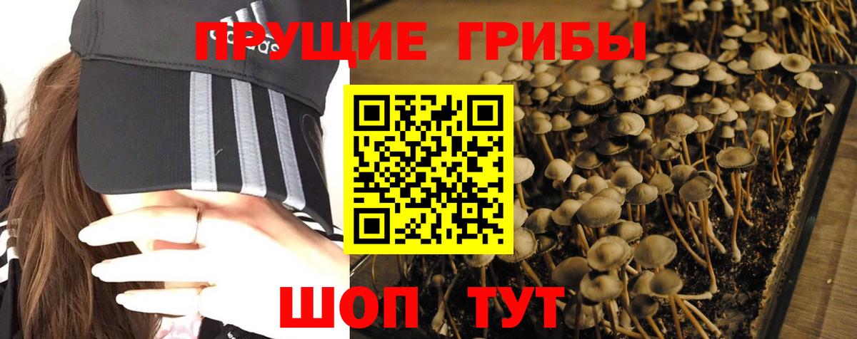 Кизляр  Псилоцибиновые грибы Cubensis  Вход с VPN 